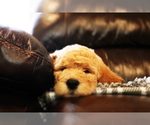 Small Photo #8 Goldendoodle Puppy For Sale in BRIGHTON, MO, USA