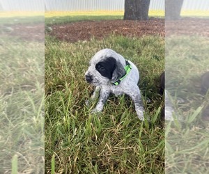 Medium German Wirehaired Pointer