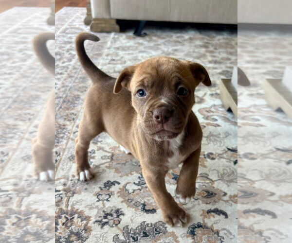 Medium Photo #1 Bullboxer Pit Puppy For Sale in Hillsboro, MO, USA