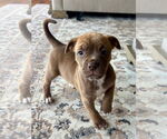 Small Bullboxer Pit