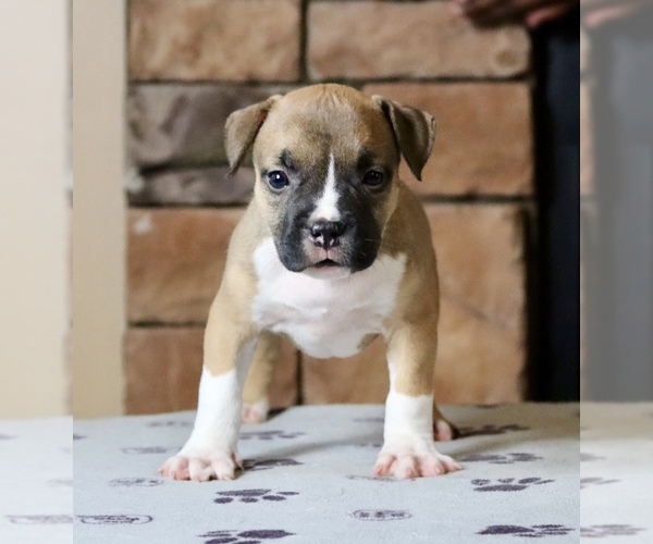 Medium Photo #1 American Bully Puppy For Sale in ORANGEBURG, SC, USA
