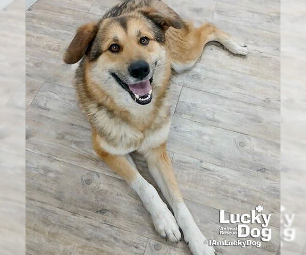 Medium Photo #4 Mutt Puppy For Sale in Washington, DC, USA