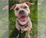 Small American Bulldog Mix
