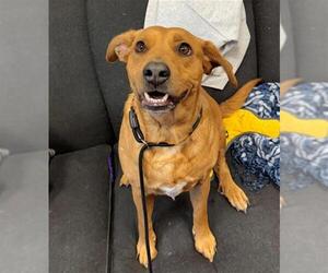 Beagle Dogs for adoption in Peoria, IL, USA