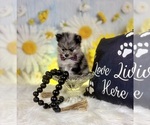 Small #4 Pomeranian