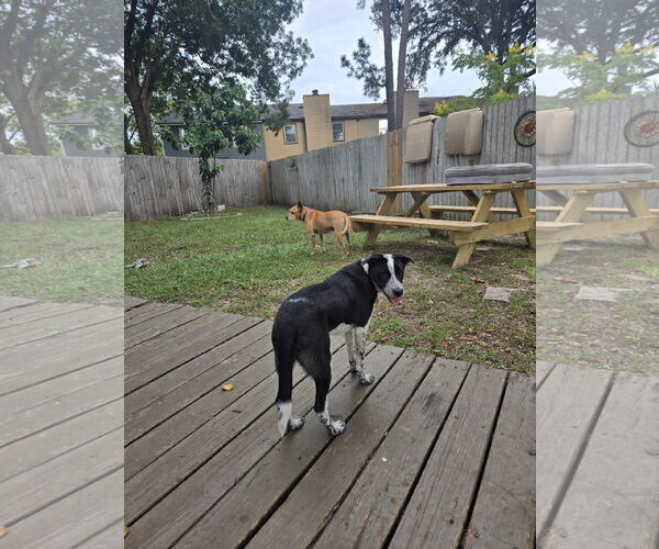 Medium Photo #3 Border Collie-Unknown Mix Puppy For Sale in Sanford, FL, USA