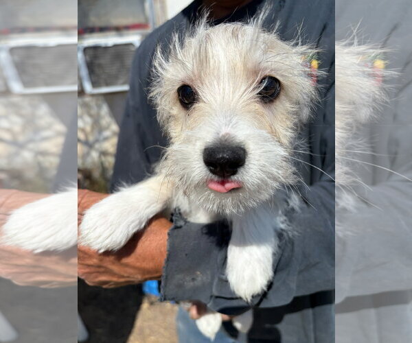 Medium Photo #3 Dachshund-Unknown Mix Puppy For Sale in Grafton, WI, USA