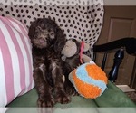 Small Photo #24 Australian Labradoodle Puppy For Sale in W FIELD, NC, USA