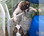 Small #8 Olde English Bulldogge