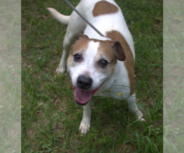 Medium Photo #2 Mutt Puppy For Sale in Jackson, MS, USA