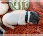 Small Photo #12 French Bulldog Puppy For Sale in TEMPLETON, CA, USA