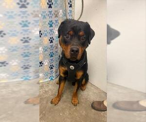 Rottweiler Dogs for adoption in Rosenberg, TX, USA
