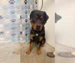 Small Rottweiler