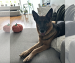 Small #3 German Shepherd Dog