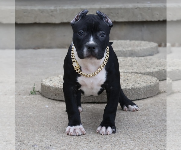 Medium Photo #1 American Bully Puppy For Sale in CHAMPAIGN, IL, USA