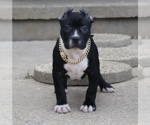 Medium American Bully