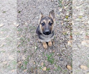 German Shepherd Dog Puppy for sale in ROBINSON, TX, USA