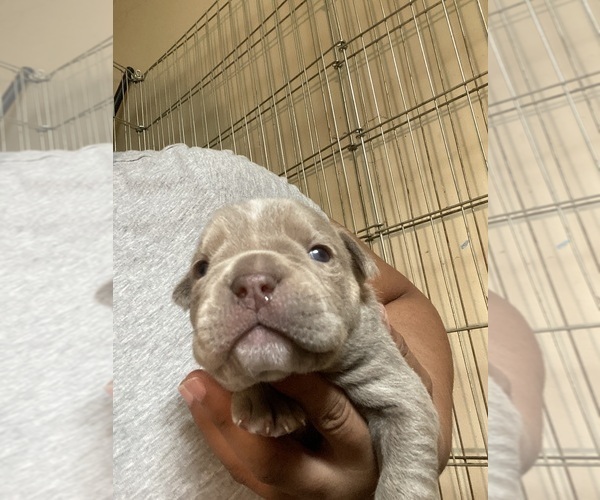 Medium Photo #2 Olde English Bulldogge Puppy For Sale in NEW HAVEN, CT, USA