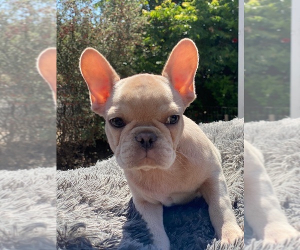 Medium Photo #40 French Bulldog Puppy For Sale in BIRMINGHAM, AL, USA