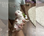 Small #2 Maltese