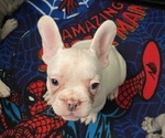 Small #1 French Bulldog