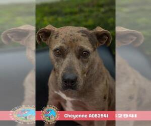 Catahoula Leopard Dog-Unknown Mix Dogs for adoption in Mobile, AL, USA
