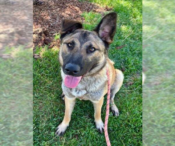 Medium Photo #2 German Shepherd Dog Puppy For Sale in Woodland, CA, USA