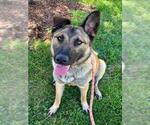 Small #1 German Shepherd Dog