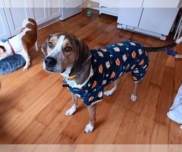 Medium Photo #3 Mutt Puppy For Sale in Morganville, NJ, USA