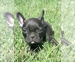 Small Photo #8 French Bulldog Puppy For Sale in AFTON, WY, USA