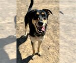 Small Photo #2 German Shepherd Dog Puppy For Sale in Ojai, CA, USA