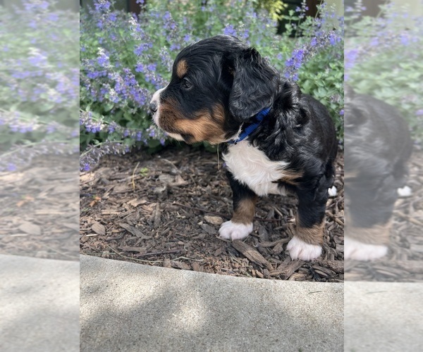 Medium Photo #34 Bernedoodle Puppy For Sale in MARTINSVILLE, IN, USA