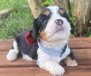 Cavapoo Puppy for sale in HICKORY, NC, USA