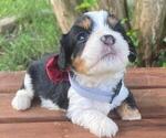 Image preview for Ad Listing. Nickname: Jasmine