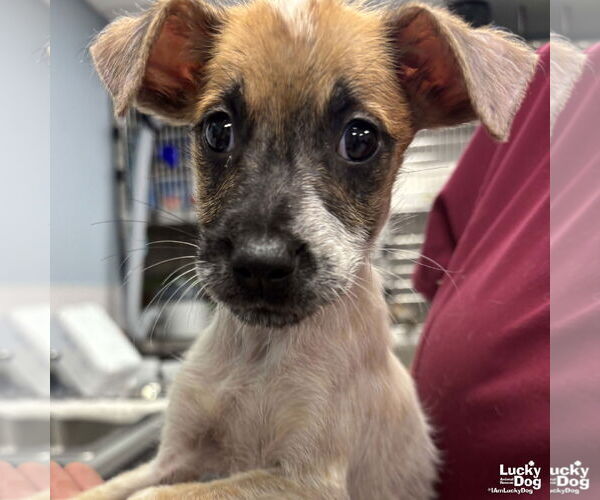 Medium Photo #2 Mutt Puppy For Sale in Washington, DC, USA