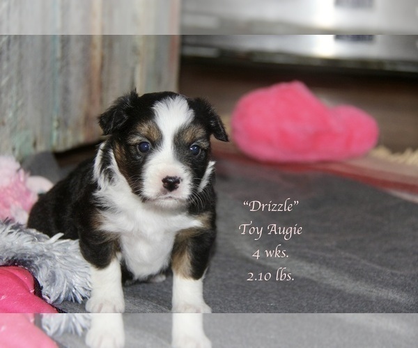 Medium Photo #15 Aussie-Corgi Puppy For Sale in LIND, WA, USA