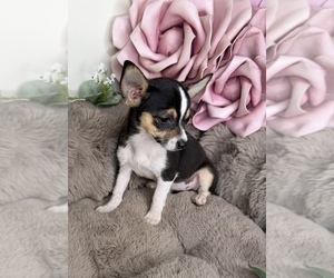 Chihuahua Puppy for Sale in GLEN ALLEN, Virginia USA
