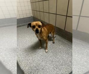 Chihuahua-Unknown Mix Dogs for adoption in Pasadena, TX, USA