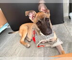 Small #1 Mutt