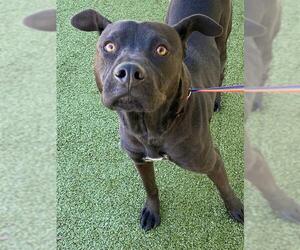 Mutt Dogs for adoption in Fayetteville, NC, USA