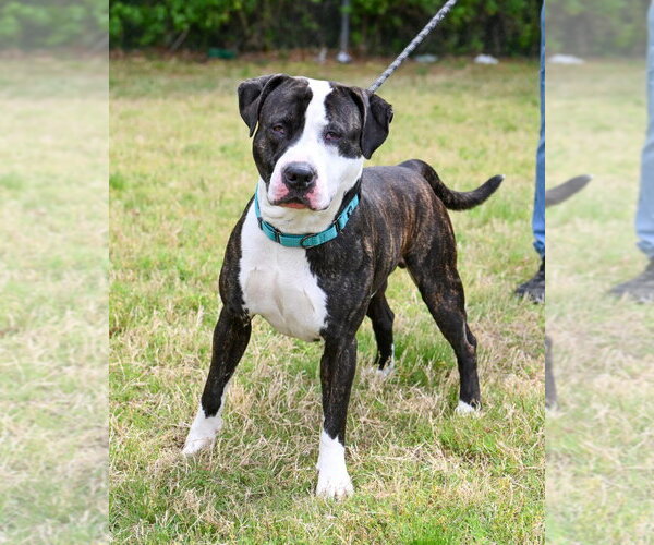 Medium Photo #9 Mutt Puppy For Sale in Glen Allen, VA, USA