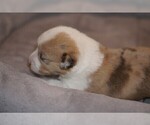 Small Photo #3 Welsh Cardigan Corgi Puppy For Sale in SUN PRAIRIE, WI, USA