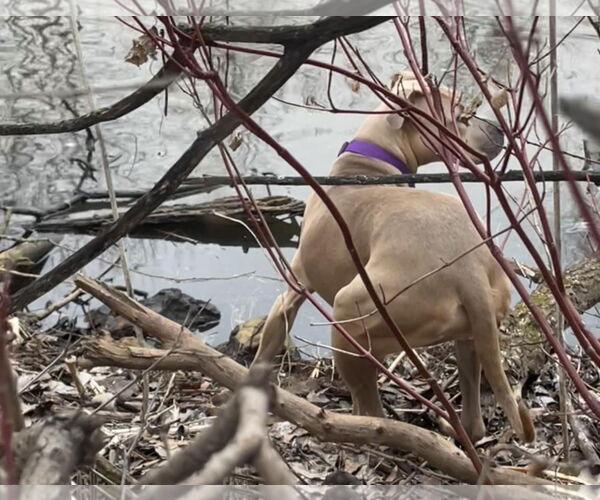 Medium Photo #11 American Bulldog-Unknown Mix Puppy For Sale in Princeton, MN, USA