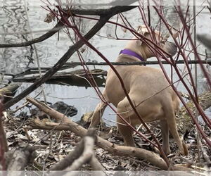 Tip - Female American Bulldog-Unknown Mix Dog for Adoption - Photo #11