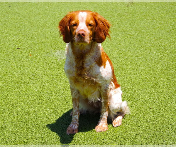 Medium Photo #3 Brittany Puppy For Sale in Curwensville, PA, USA