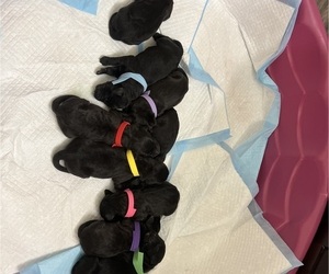 Labradoodle Litter for sale in GASTONIA, NC, USA