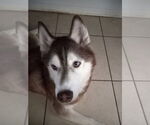 Small Siberian Husky