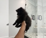 Small #2 Pomeranian