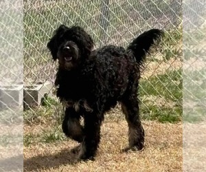 Labrador Retriever Dogs for adoption in Aurora, IN, USA