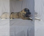 Small #7 Akita